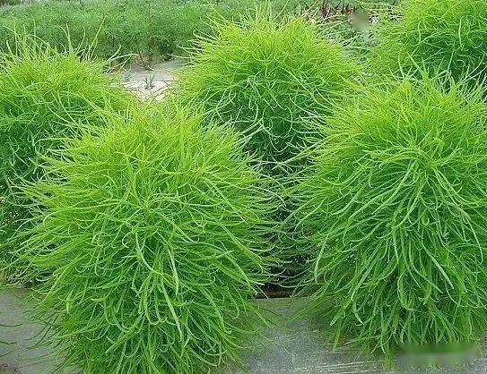 【金水文学】王文琴 || 七月地肤圆_扫帚_植物_因为