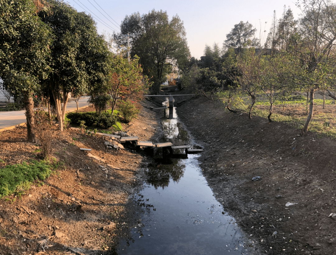 整改前后对比果然不一样_扬中市_八桥镇_生态