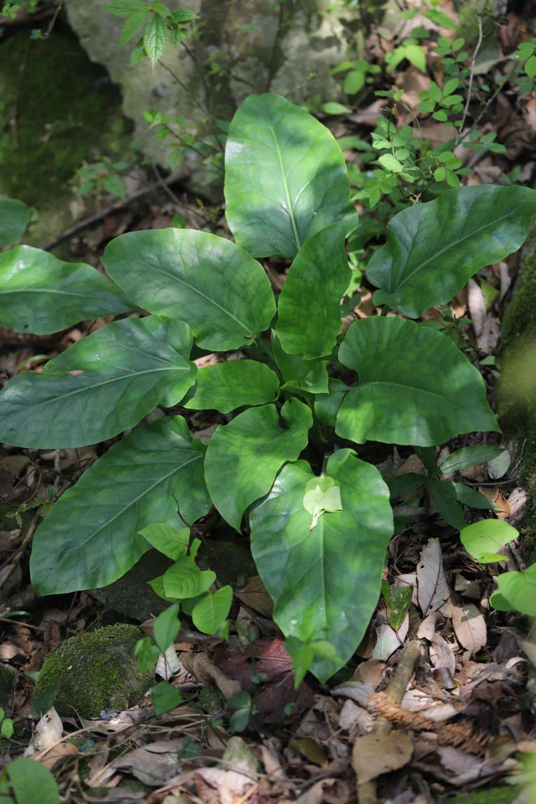 寻找荞麦叶大百合_草木_开花_花瓣