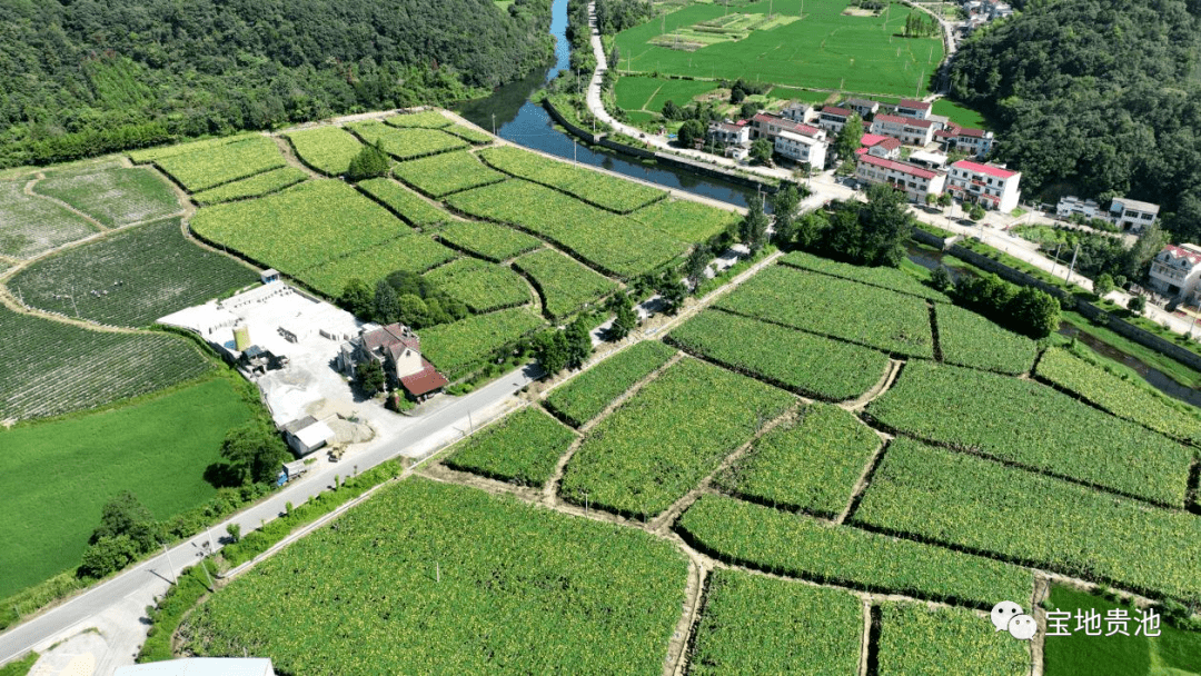 唐田镇:丝瓜络种出致富"新丝路"_种植_贵池区_尚书