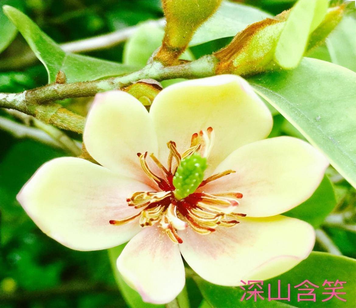 解暑妙用厚朴花_功效_作用_花瓣