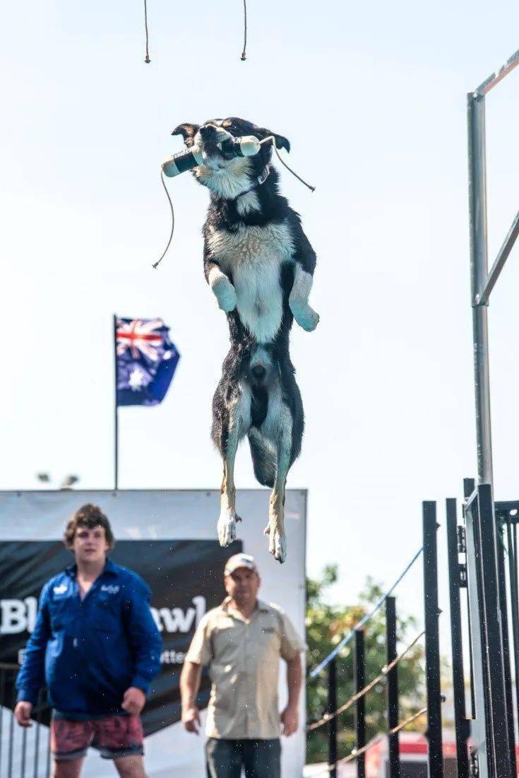 新南威尔士州敏捷犬俱乐部(agility dog club of nsw)将为你们展示