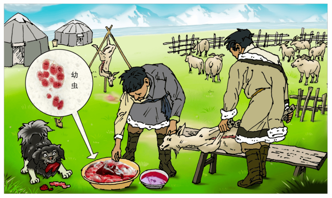 包虫病防治知识(系列二:科普篇)_虫卵_患者_动物