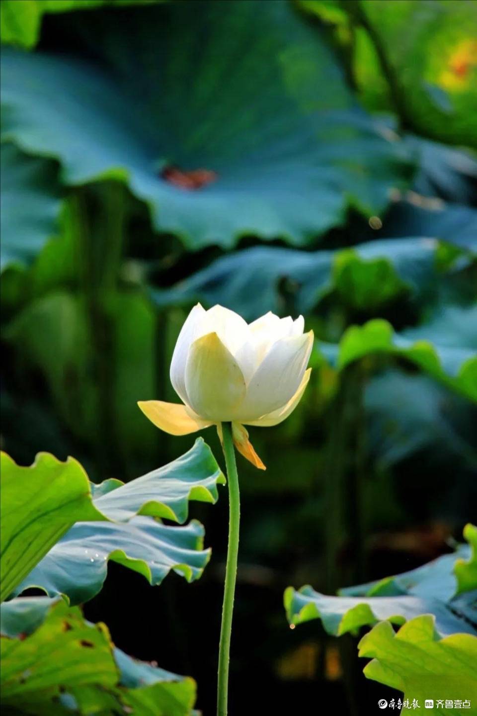 大明湖中的白莲花,出淤泥而不染大明湖中的白莲花