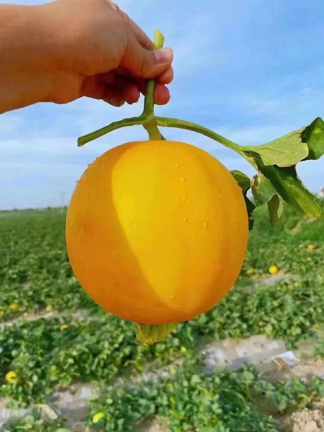 【民勤沙漠蜜瓜 | 全国包邮】18度甜,9.9元付邮送一个,17.