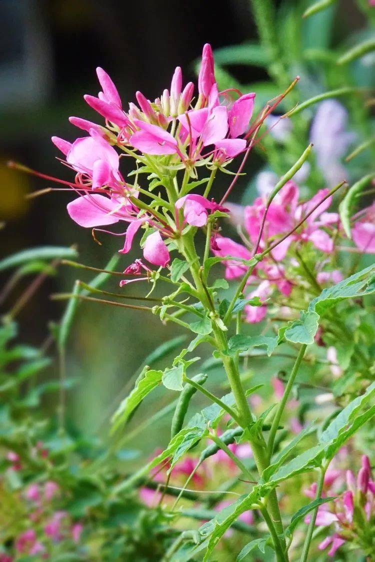 花卉摄影:醉蝴蝶_花朵_草本植物_别名