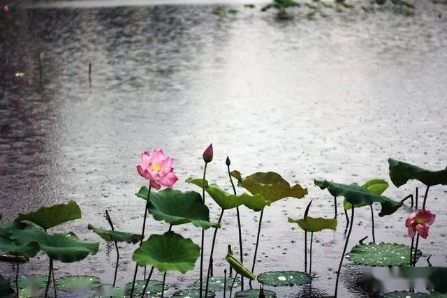 江涛:夏天的雨