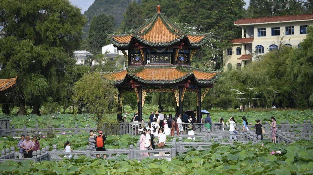 安龙:"以节促旅"引客来 加油"荷"动季催热旅游经济_游客_荷花_美食