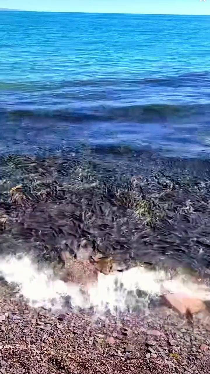 知道青海湖的黄鱼为什么不让吃吗?青海湖 畅游西北 旅行推荐官