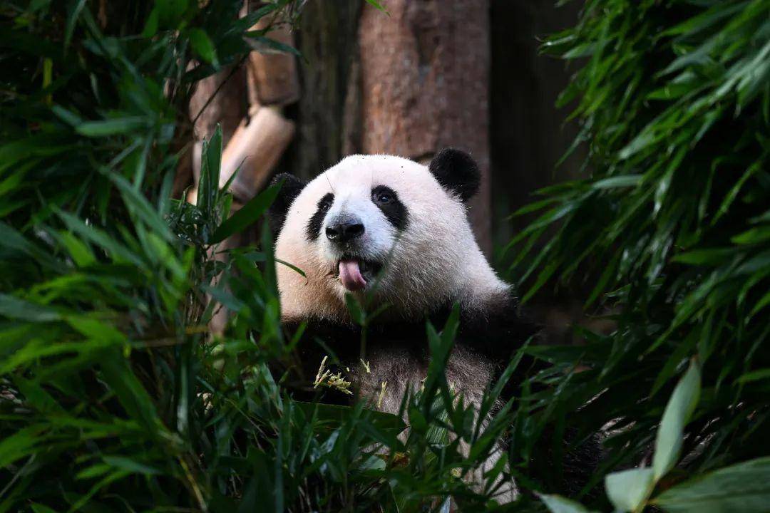 张雨霏这个愿望终于实现了_花花_大熊猫_爷爷