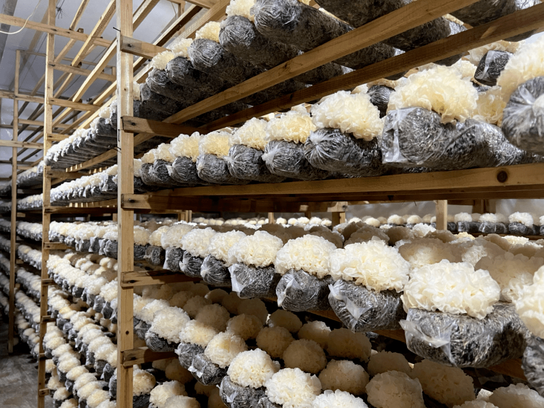 "小菌菇"背后的"大产业"_古田_种植_银耳