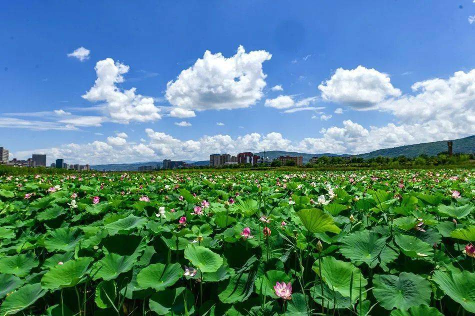 麦积区翠湖公园简介图片