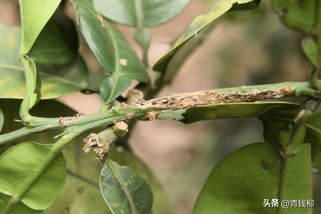 益阳市柚子主要病害防治技术_叶片_粉剂_米黄色