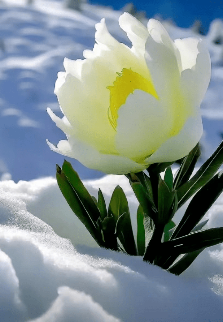 难得一见的天山雪莲花_新疆_百草_开花