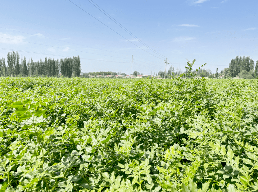 库尔勒:甘草初加工产业 助力乡村振兴_种植_发展_普惠乡