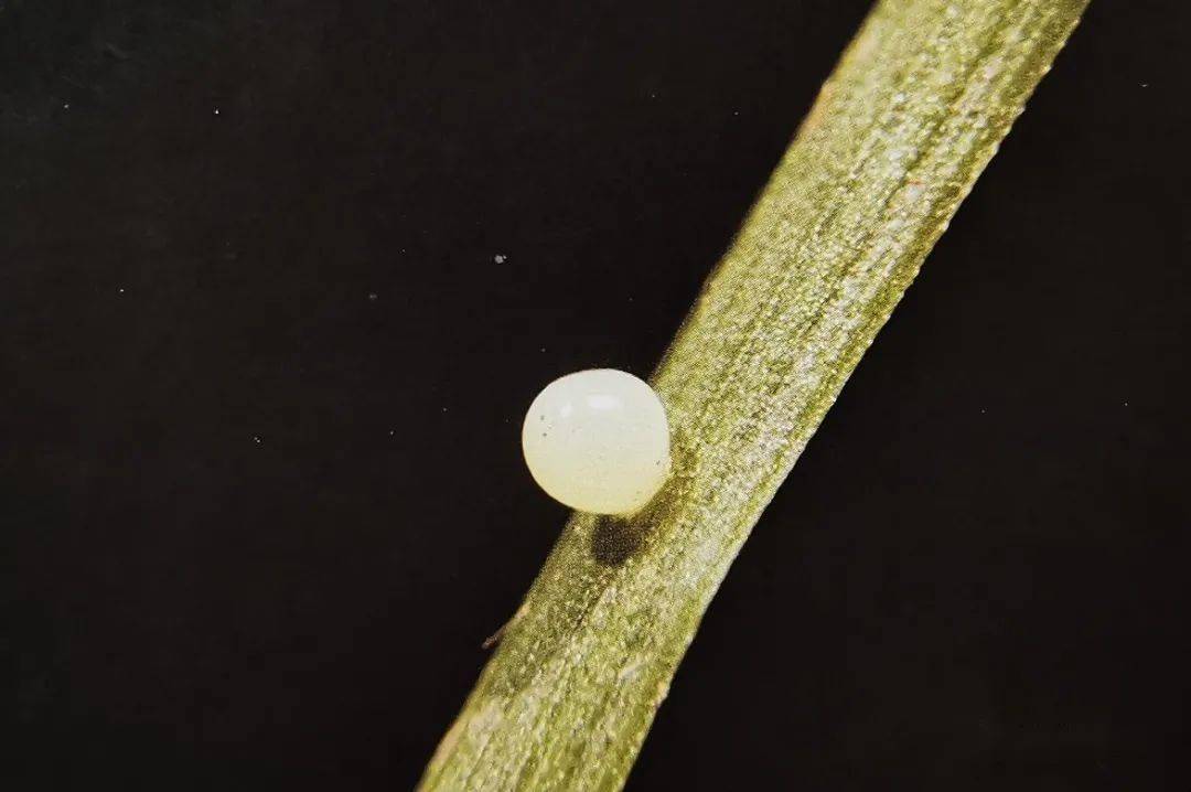 【泰山昆虫科普】——斗毛眼蝶