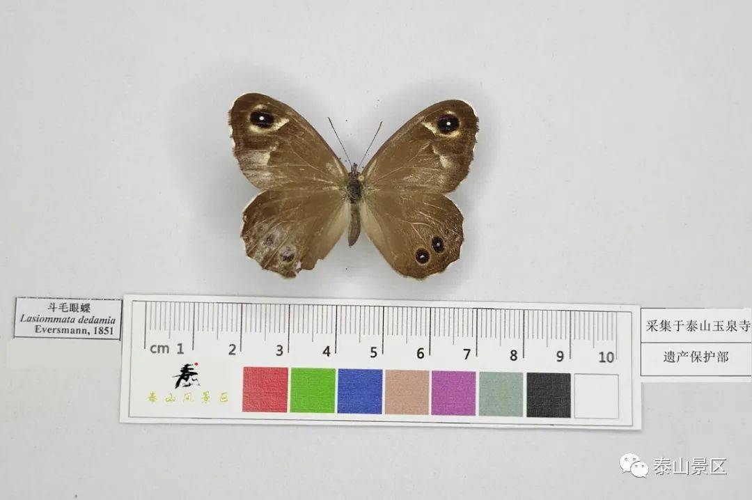 【泰山昆虫科普】——斗毛眼蝶