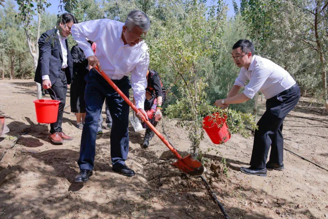考察中大生态林调研当地的生态林建设情况麦盖提县塔克拉玛干沙漠西南