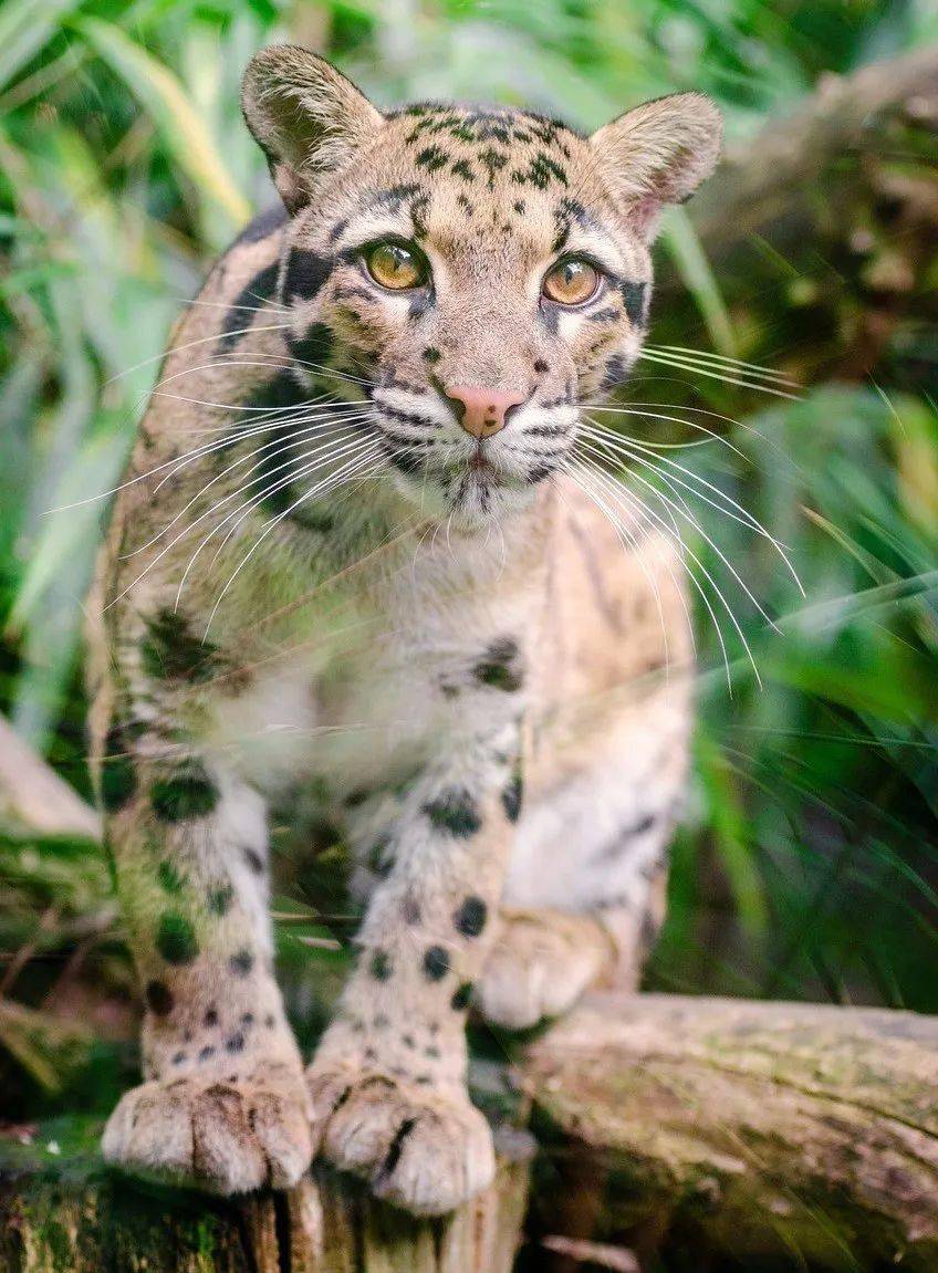 笑死,游客在黄山拍到罕见的云豹?专家:是大橘猫_morris_生活_性格