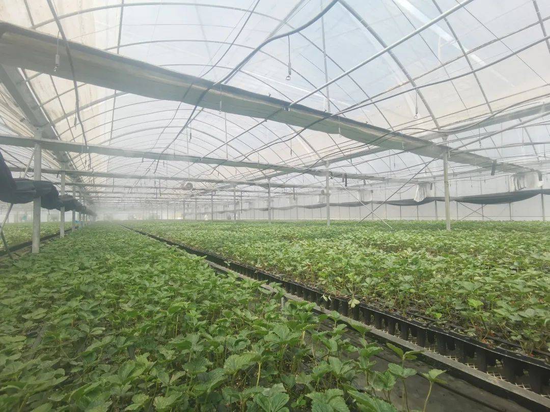 青浦白鹤草莓可上市_大棚_种植_长势