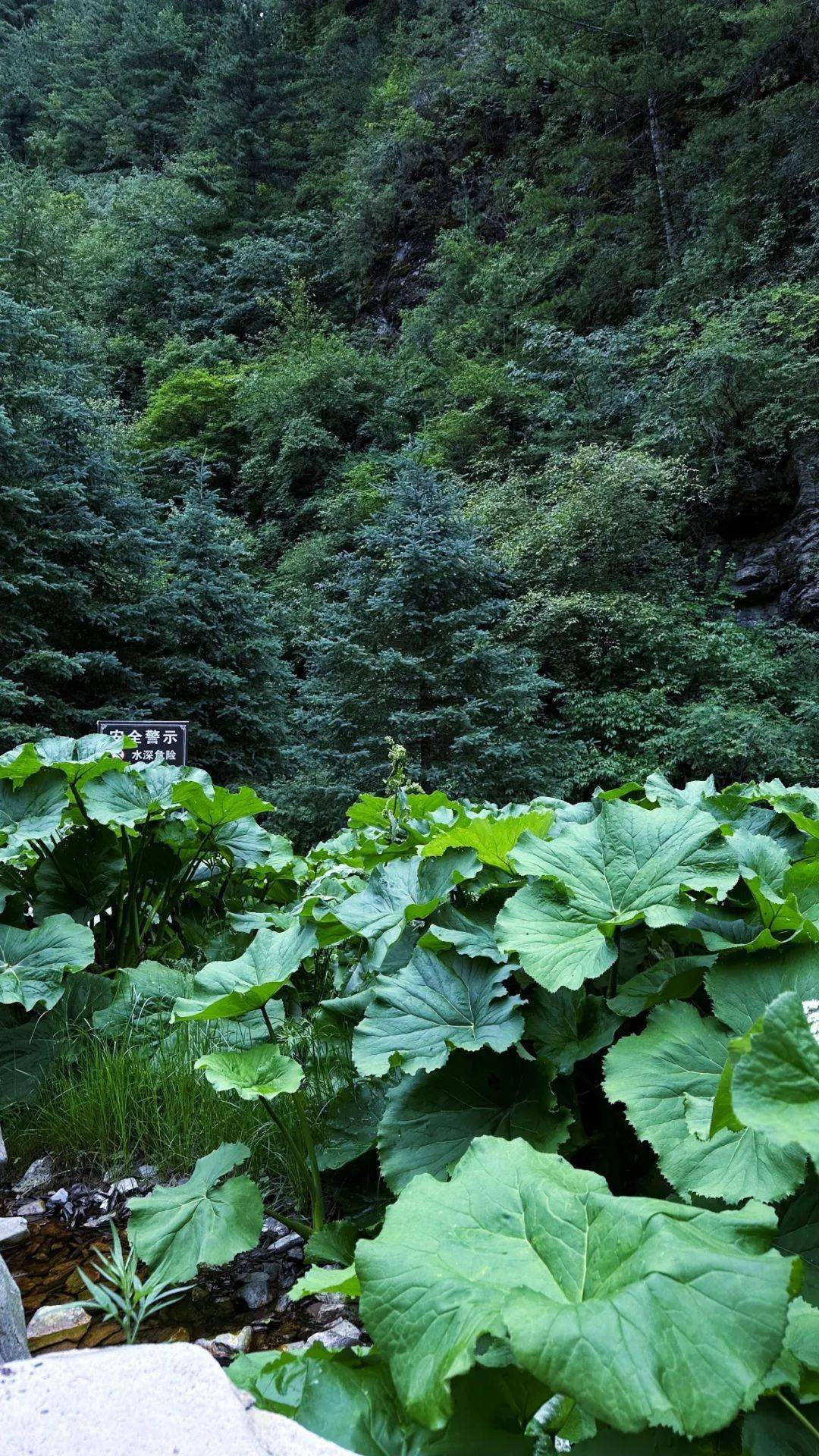 野荷花在开,秋意正初显_景区_野荷谷_游客