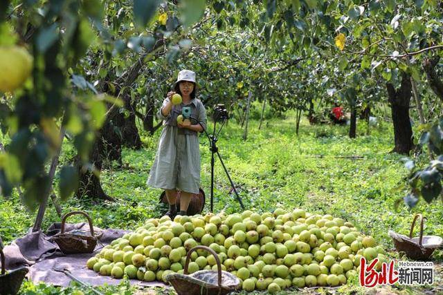 开云APP 开云官网入口河北：丰收季农家乐(图2)