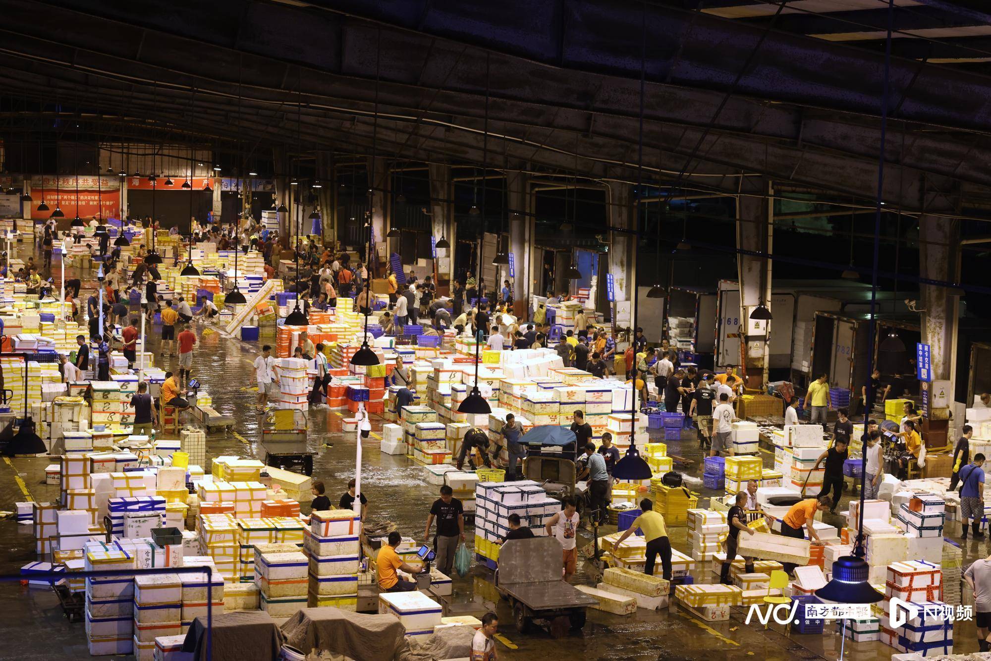 2时前后,沿海渔获陆续到达荔湾芳村,市场买手和批发商密集交易,市场