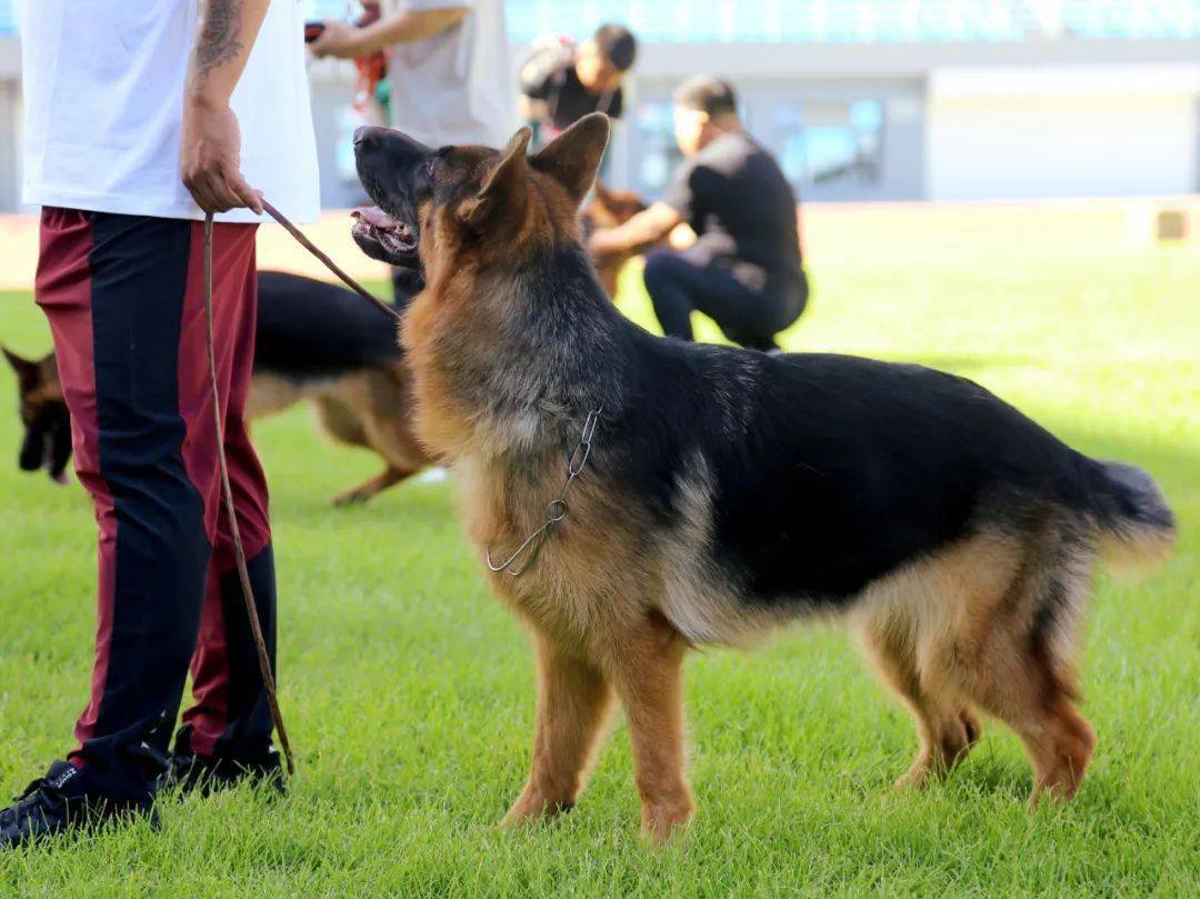 乌兰察布市体育场举行2023年csv德国牧羊犬内蒙古地方展_比赛_参赛