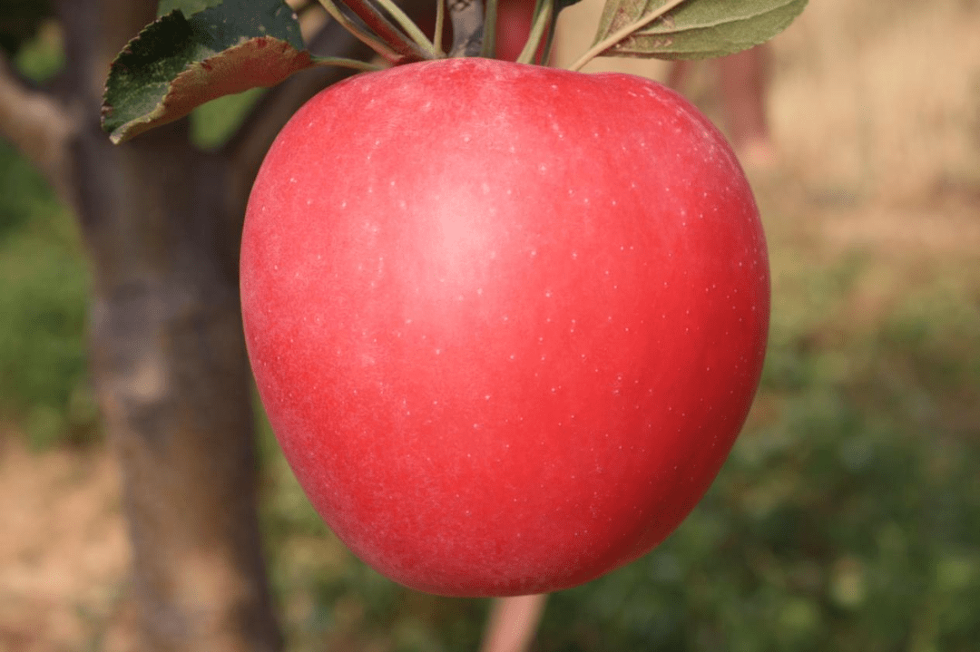 华红2号概述:苹果品种"华红2号",果实10月中旬成熟,果形圆锥形,果形