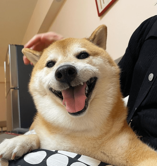 为人知的梗图就是"肌肉柴与小废柴",左边肌肉柴的本尊是日本的 kabosu