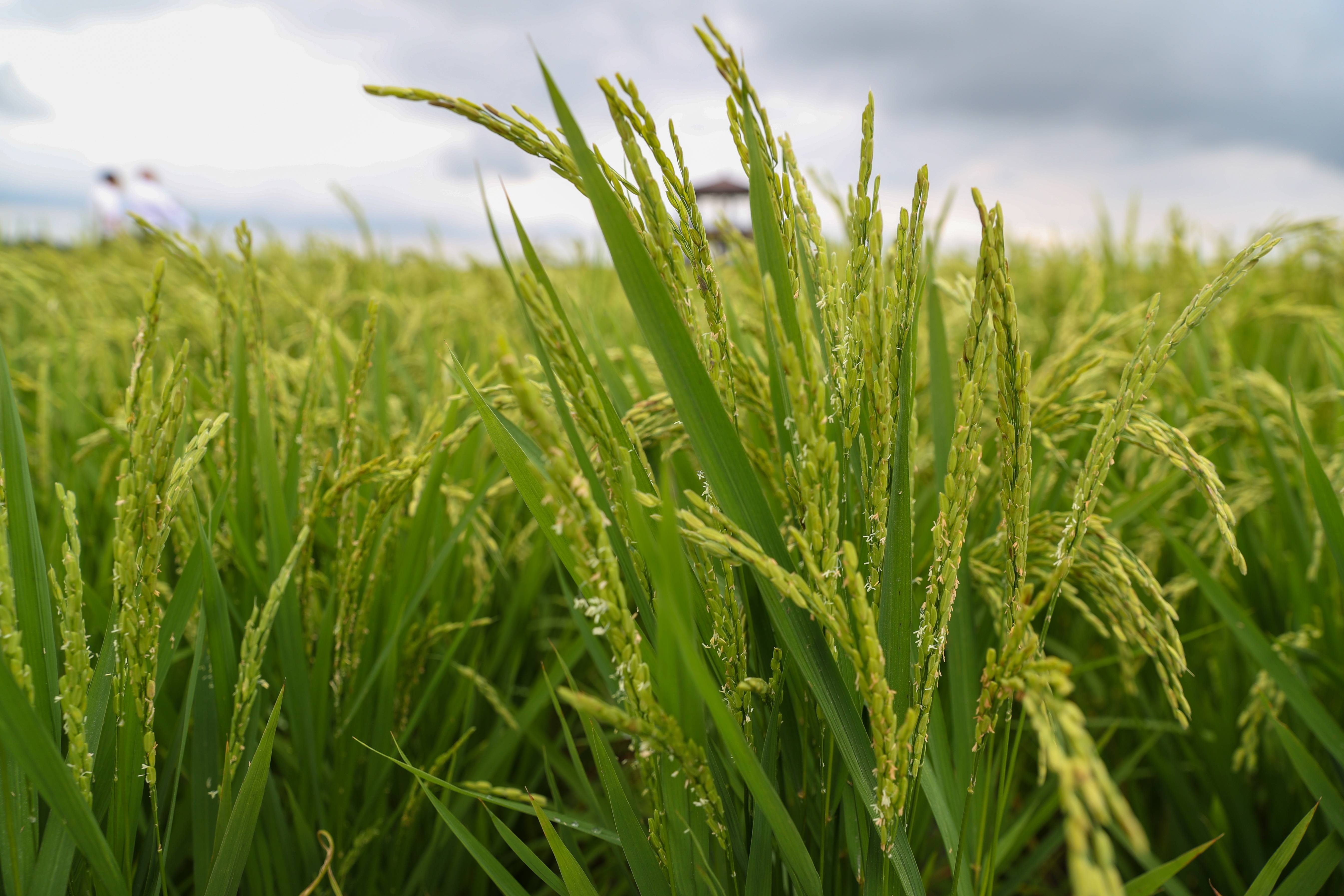 推广中心的工作人员在当地一处被洪水浸泡过的水稻田里查看水稻情况