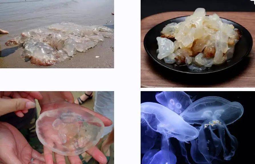 水母与海蜇的区别图片