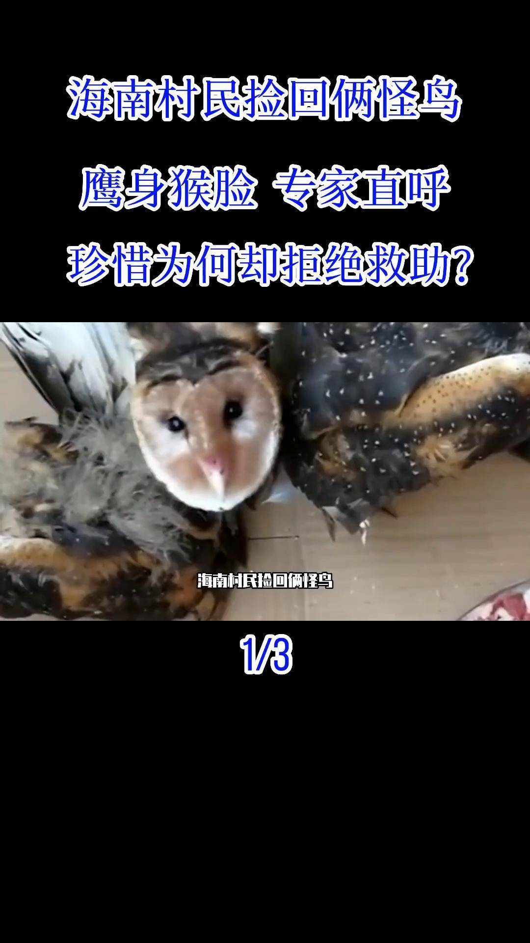 海南猴面鹰图片