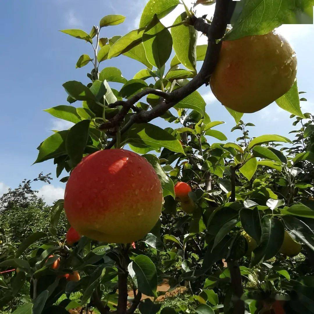 今年我们的红梨丰收了,我采用种养结合的方式,使用