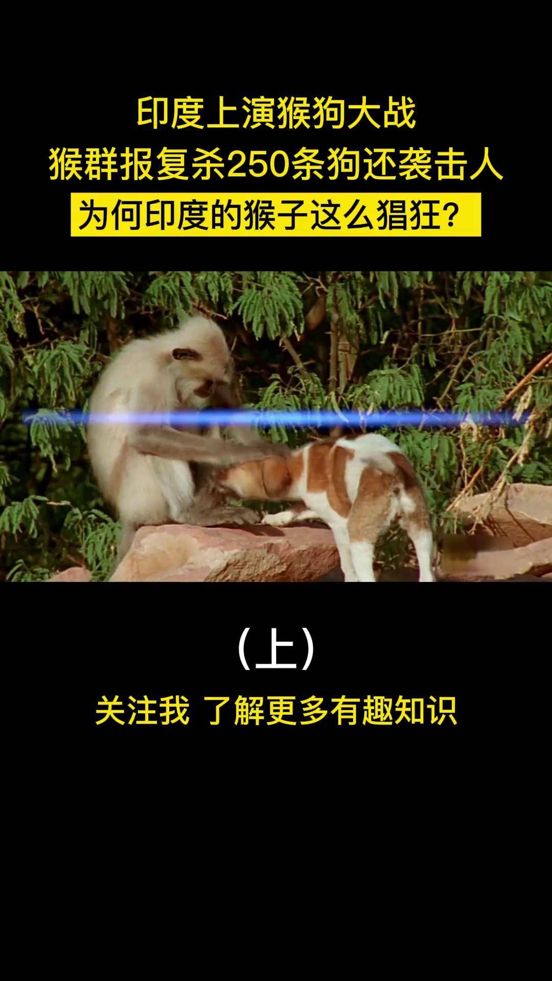 狗咬死猴子图片