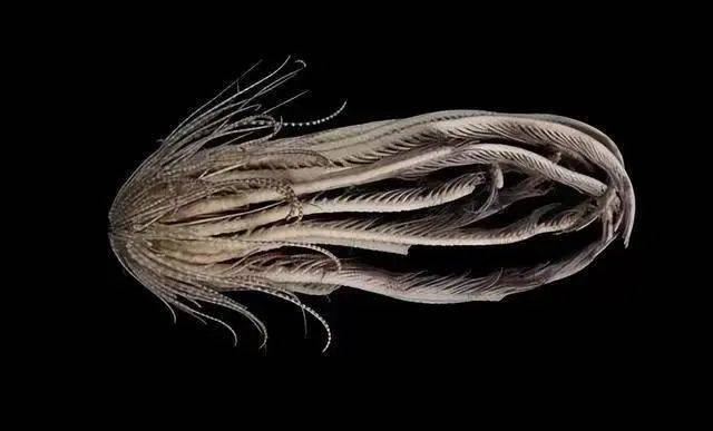 南极发现有20只手臂的海怪 头部像颗"大草莓"_动物_生物_物种
