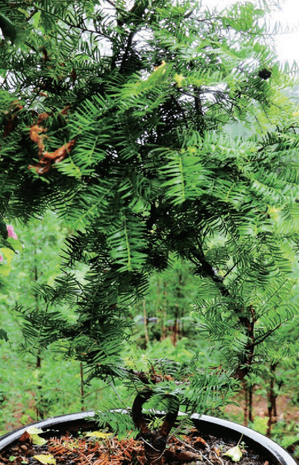 红豆杉盆景由于红豆杉叶子四季常青,果实观赏价值高,有时也被用作庭院