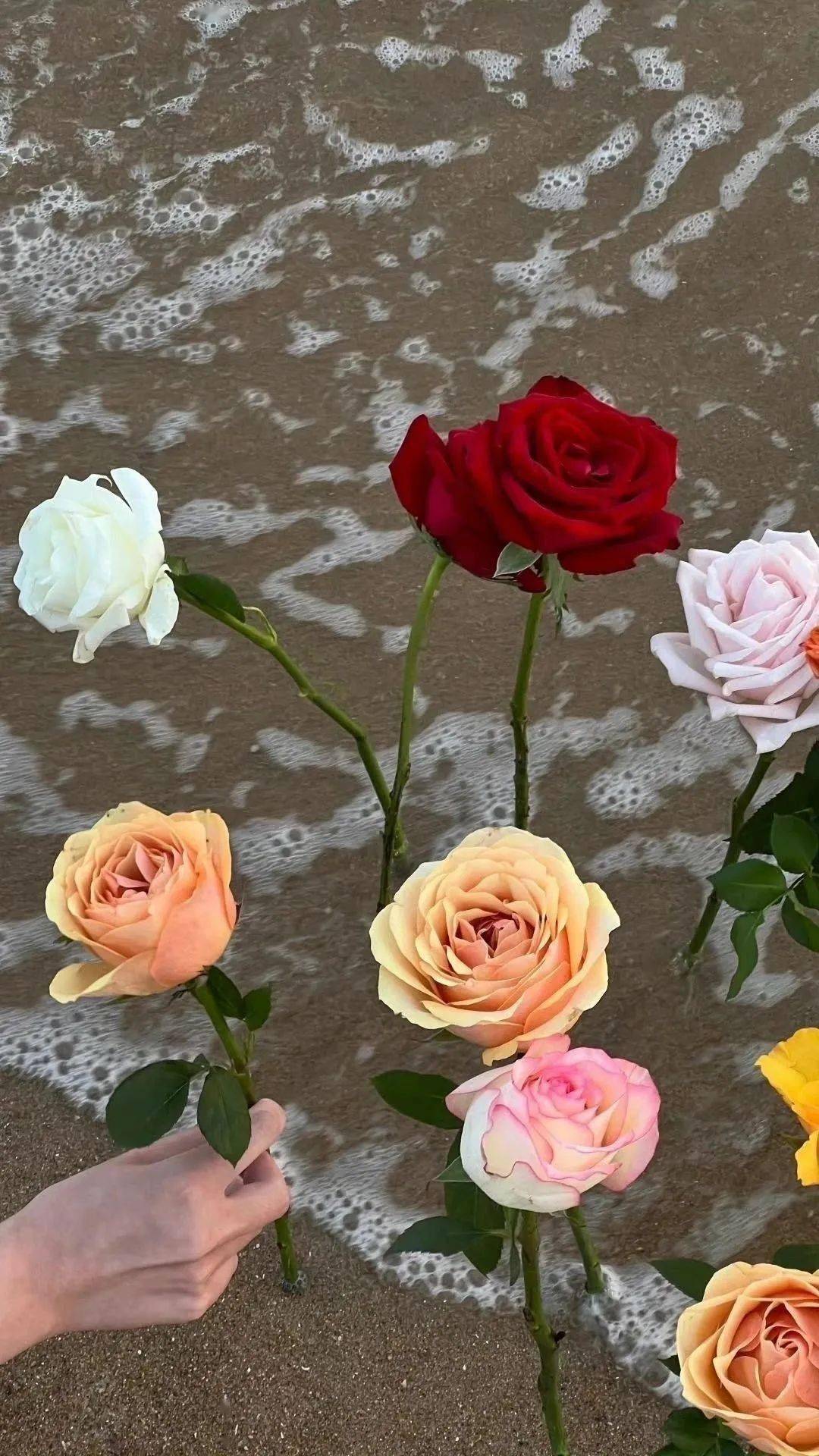 壁纸|363436373039 ins高级感壁纸_爱的_桃花_山水