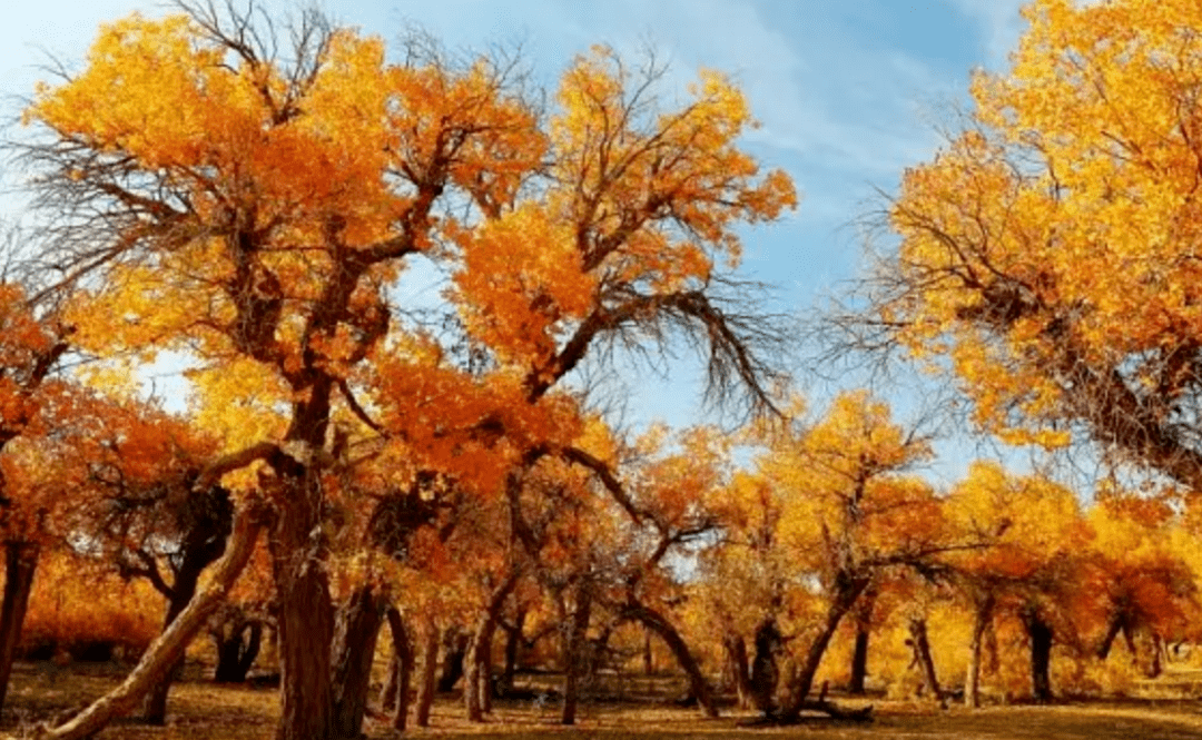 技术｜胡杨育苗技术_种子_泥沙_播种量