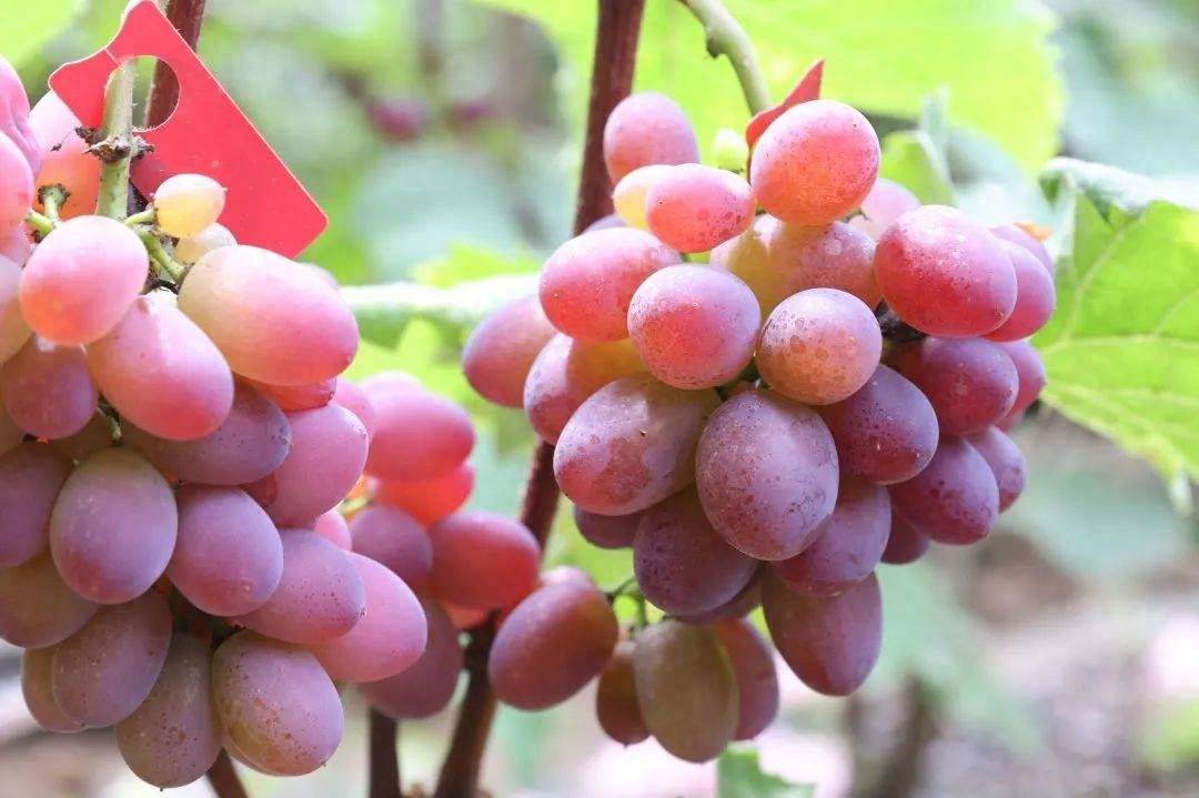 西安"户县葡萄" 甜蜜上市!_发展_产业_面积