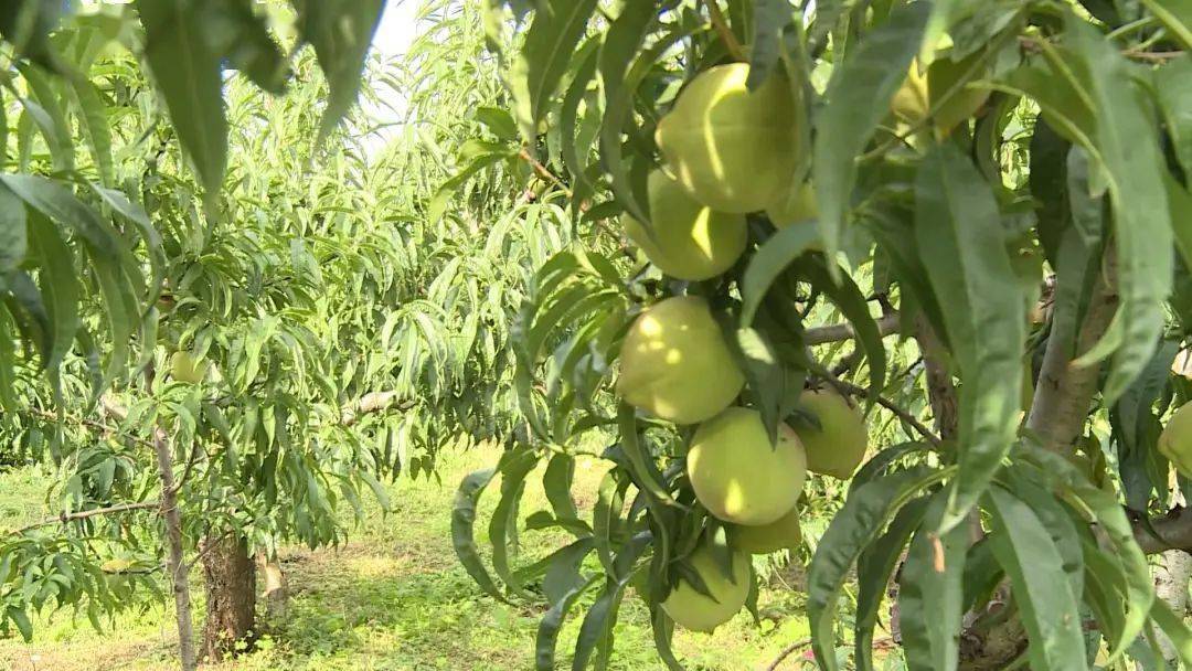 "桃姐"魏启芳经营有方 种植鹰嘴桃巧增收