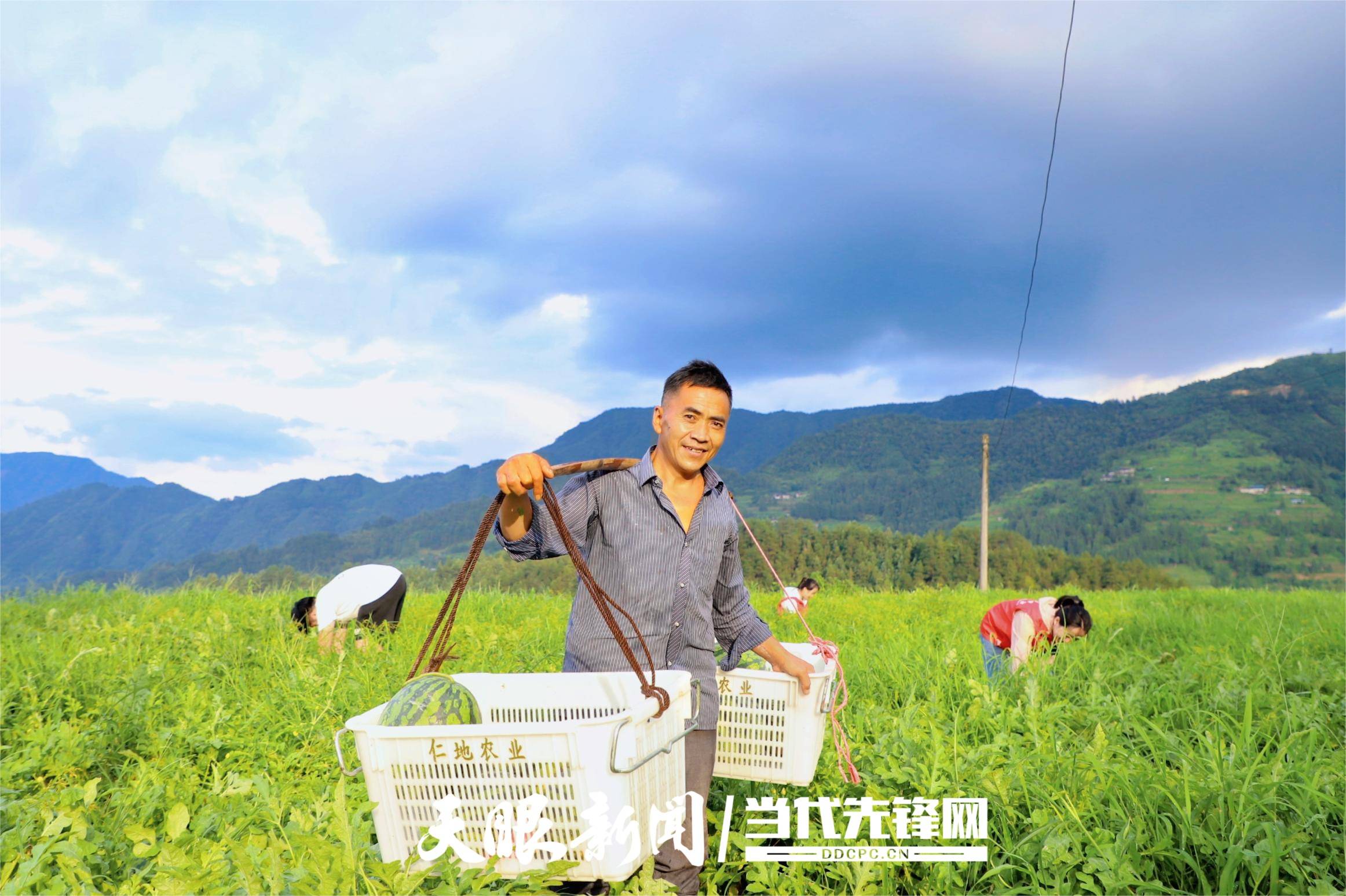 雷山县永乐镇乔桑村: 种晚瓜 甜万家_西瓜_种植_村民