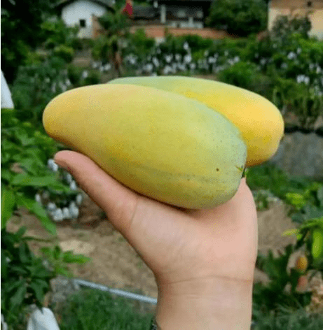 攀枝花芒果种类繁多,包括凯特,贵妃,椰香,金煌,金白花等.