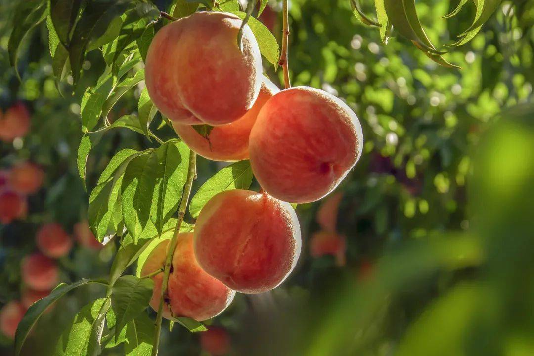 青爱的平谷 | 平谷大桃72小时直达港澳市民餐桌_合作_香港_科技
