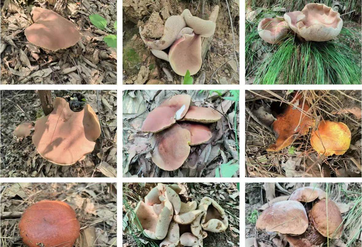 山野藏珍馐——紫盖牛肝菌 - 中国自然保护区生物标本资源共享平台