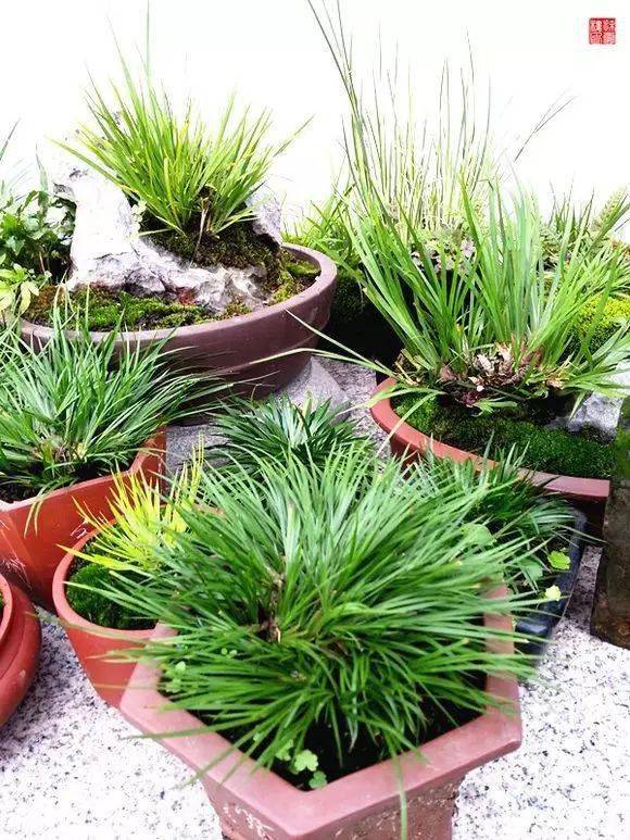 菖蒲_黄金姬_金钱_虎须