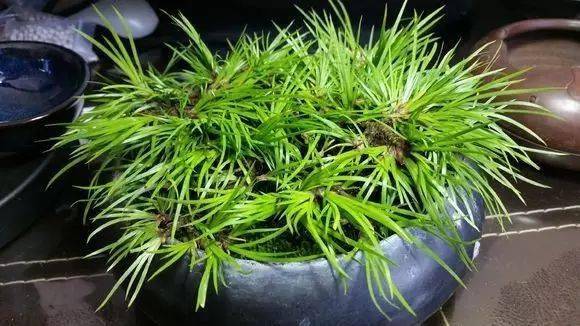 菖蒲_黄金姬_金钱_虎须