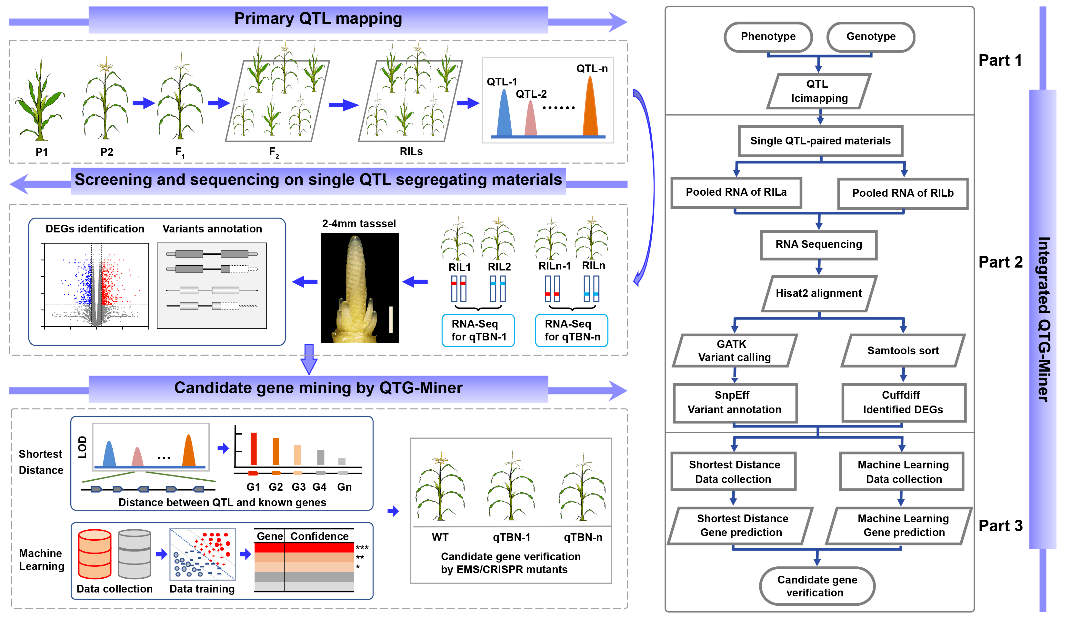 NC | 华中农大在大数据技术QTG-miner系统解析玉米雄穗分枝数遗传基础研究中取得新进展_基因_QTG-Miner
