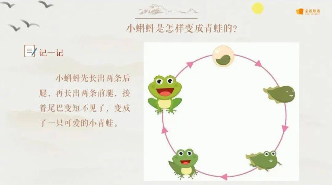 梳理这个顺序,这也是对孩子文学叙事能力的培养;再者,蝌蚪长成青蛙的