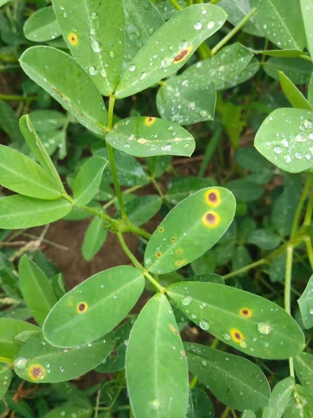 近期雨水充足,温度适宜,花生褐斑病开始发生,并呈逐渐加重趋势.